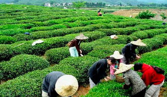 武義縣茶葉銷售再創(chuàng)新高 1-7月達7300萬元，創(chuàng)新裝飾品成亮點
